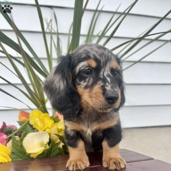 Tiger dachshund cheap